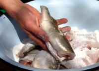 Как сохранить рыбу свежей на рыбалке
