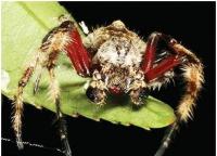 Laba-laba caerostris darwini membuat jaring terbesar